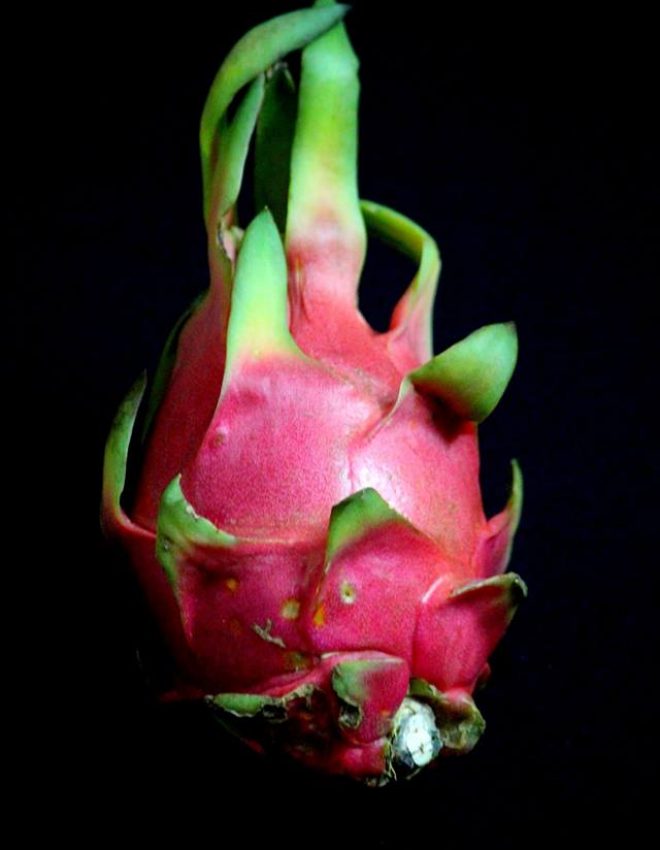 Dragon Fruit