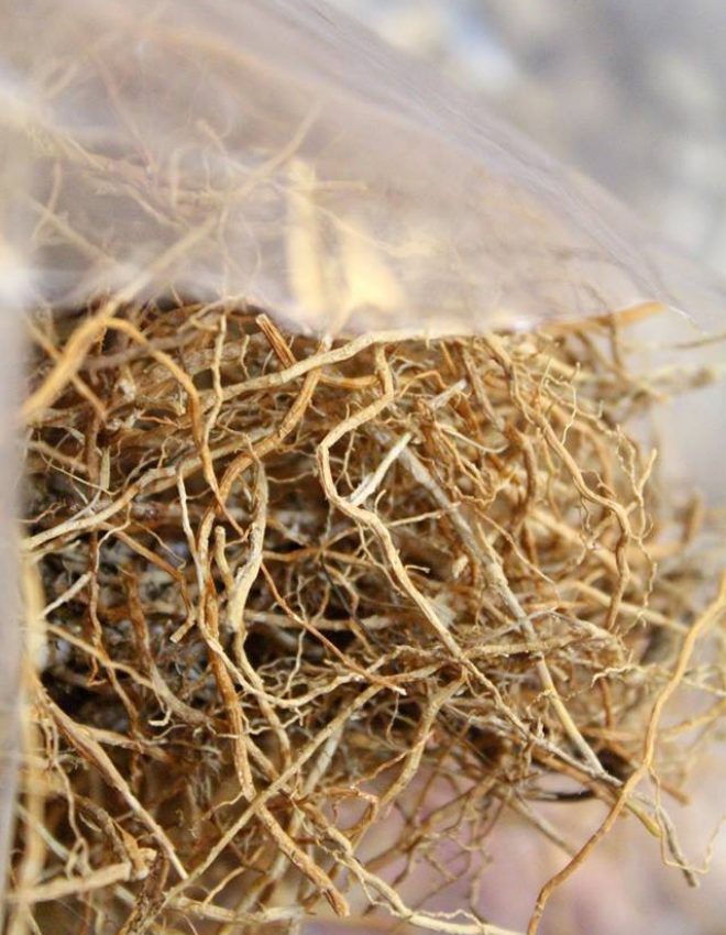 Vetiver Dried