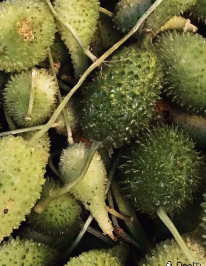 Spiny Gourd