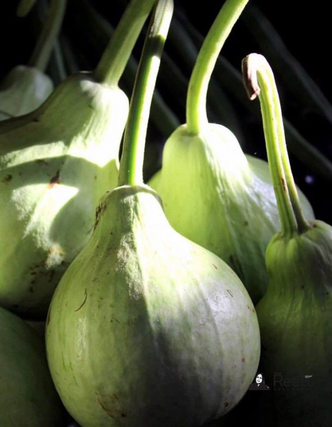 Round Bottle Gourd (Birdhouse Bottle Gourd)